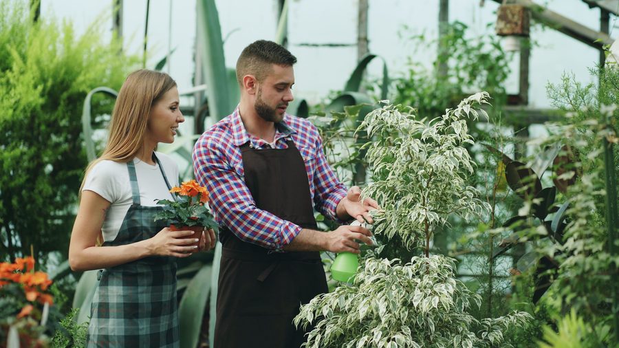 Gardening and plant maintenance service in Hyderabad